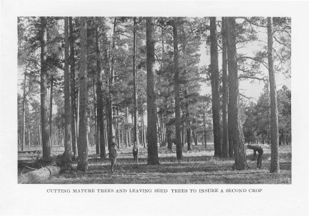 Cutting Mature Trees and Leaving Seed Trees To Insure a Second Crop