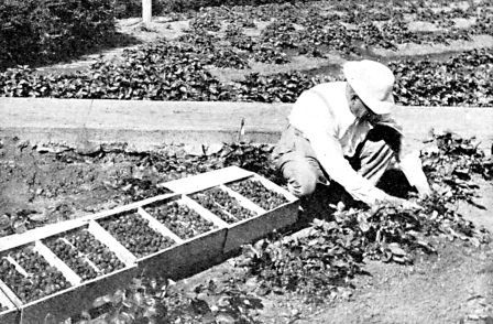 Chas. F. Gardner at work in his everbearing strawberry experiment grounds.