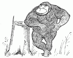 The Big Baboon
