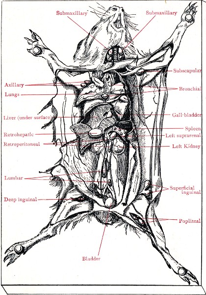 Fig. 215.—Cadaver of guinea-pig experimentally infected with B. tuberculosis.