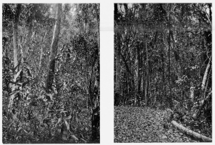 Fig. 56—The type of forest in the moister tracts of the valley floor at Sahuayaco. In the center of the photograph is a tree known as the “sandy matico” used in making canoes for river navigation.