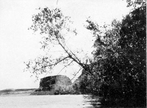 Taken in Douglas County. Photo by W. L. Dawson. COLD SPRING LAKE. THE ORIOLE-KINGBIRD NEST APPEARS NEAR THE TOP OF THE PROJECTING TREE.
