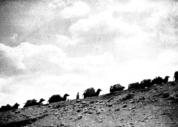caravan