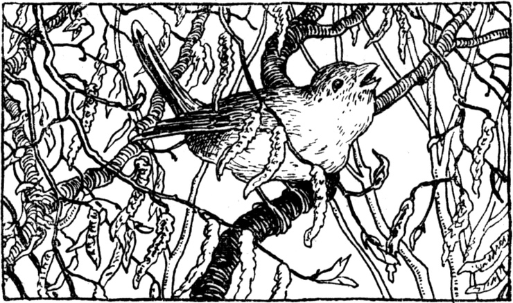 Der kleine Vogel singt   in den Zweigen