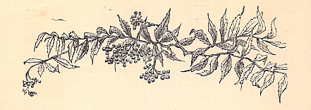 Chapter II headpiece