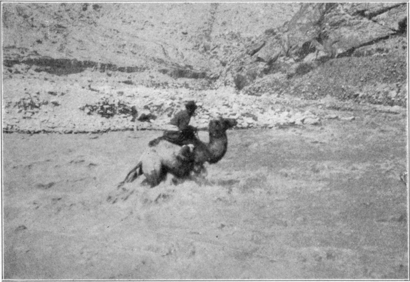 A camel and rider wading through deep water, with the side of a mountain in the background.