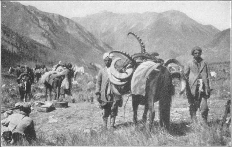 Several men and ponies stood on grassland with mountains in the background. The nearst pony is loaded with antlers of different types.