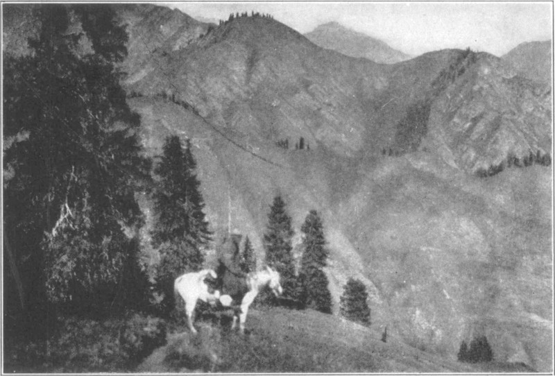 A white horse carrying a man at the edge of a forest, with mountains in the background.