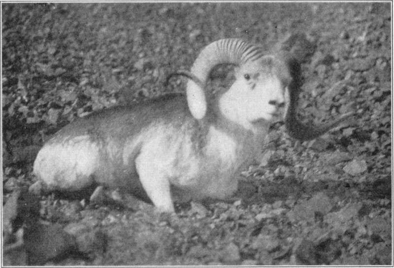 An ovis poli face on on a stoney ground.