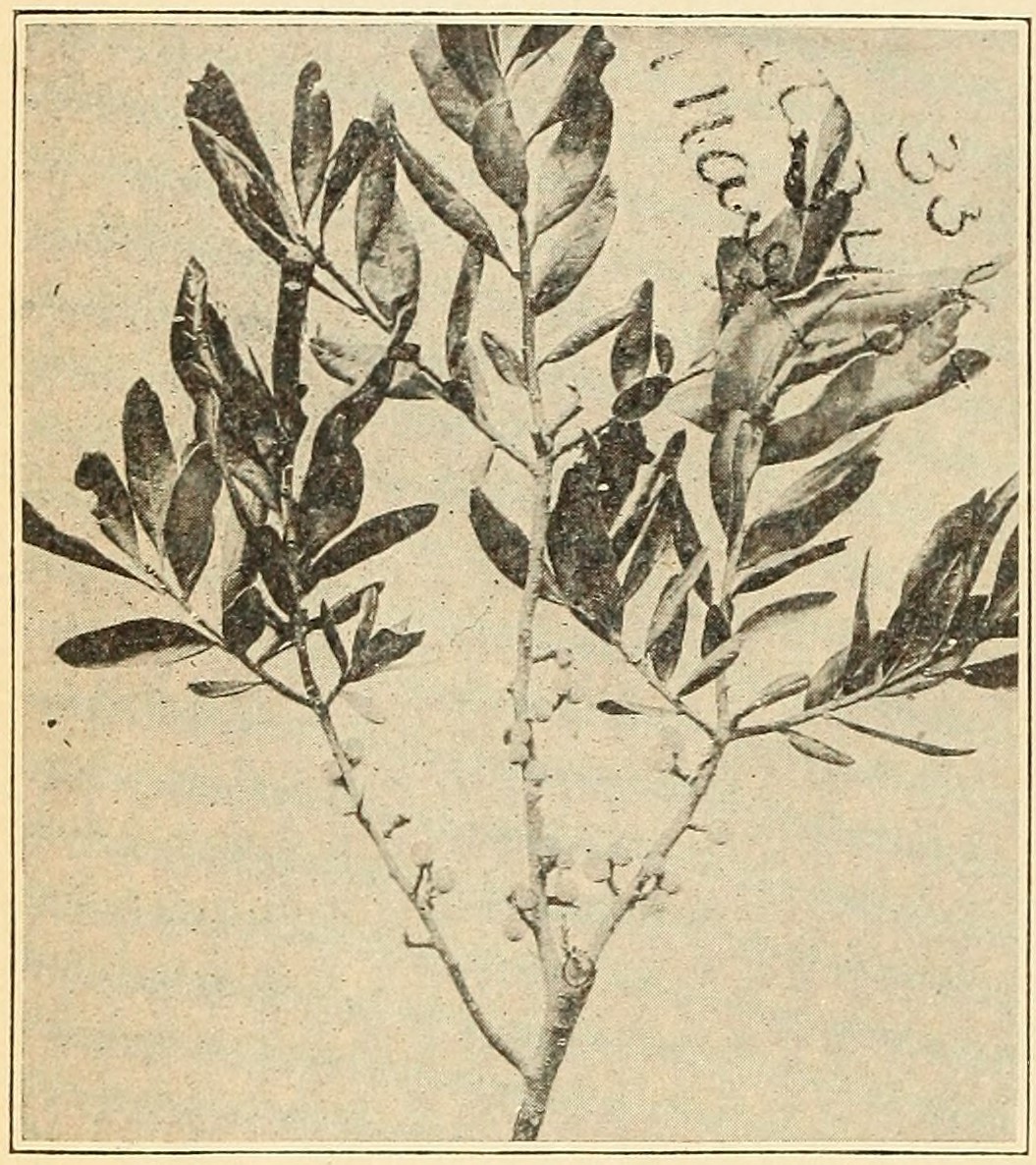 Bayberry (Myrica cerifera), leaves                     and fruit.