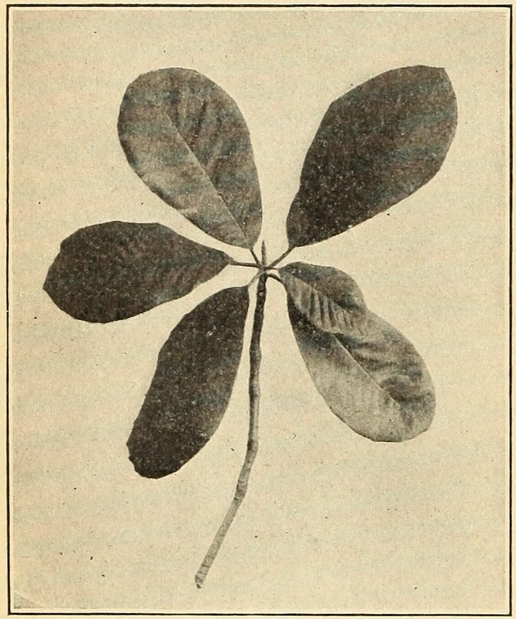 Umbrella-tree (Magnolia tripetala),                         leaves.