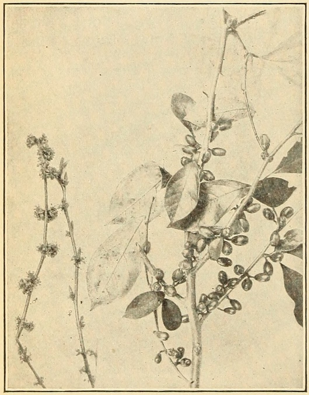 Spicebush (Benzoin benzoin), leaves, flowers, and fruits.