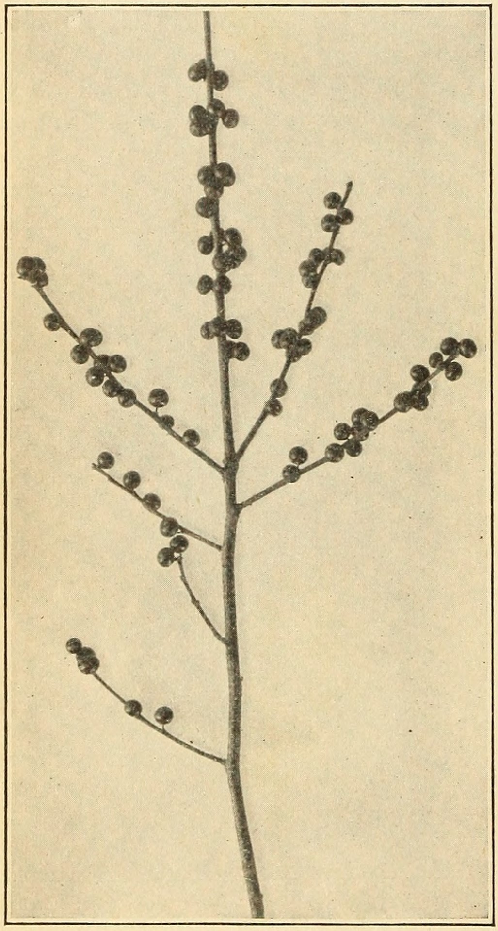Black alder (Ilex verticillata),                     fruits.