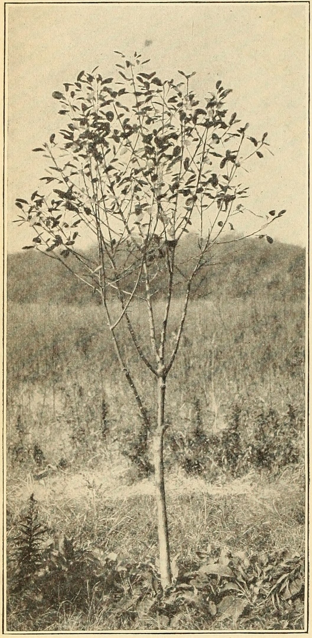Cascara sagrada (Rhamnus purshiana),                     five-year-old tree.