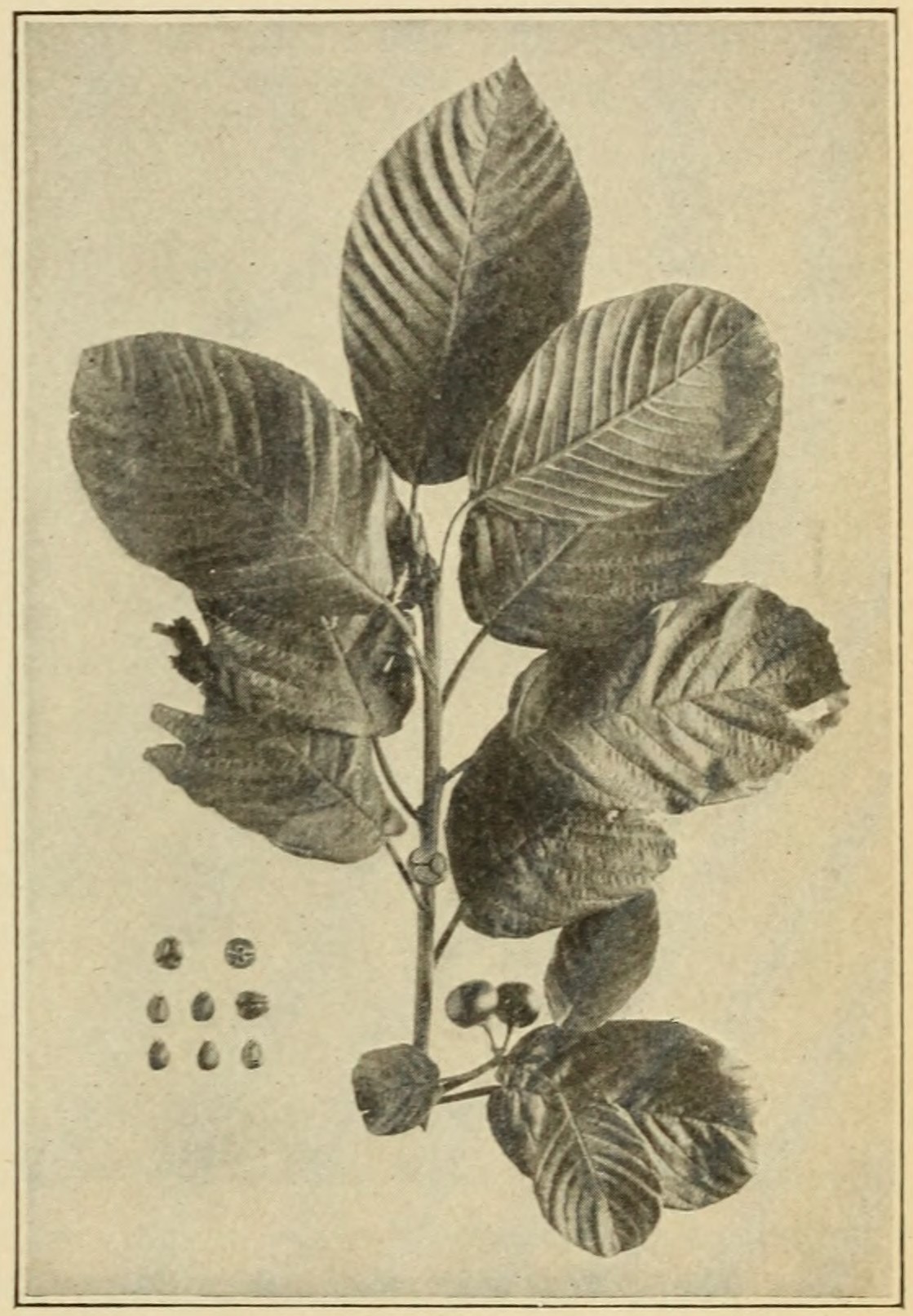 Cascara sagrada (Rhamnus purshiana),                         leaves and fruits.