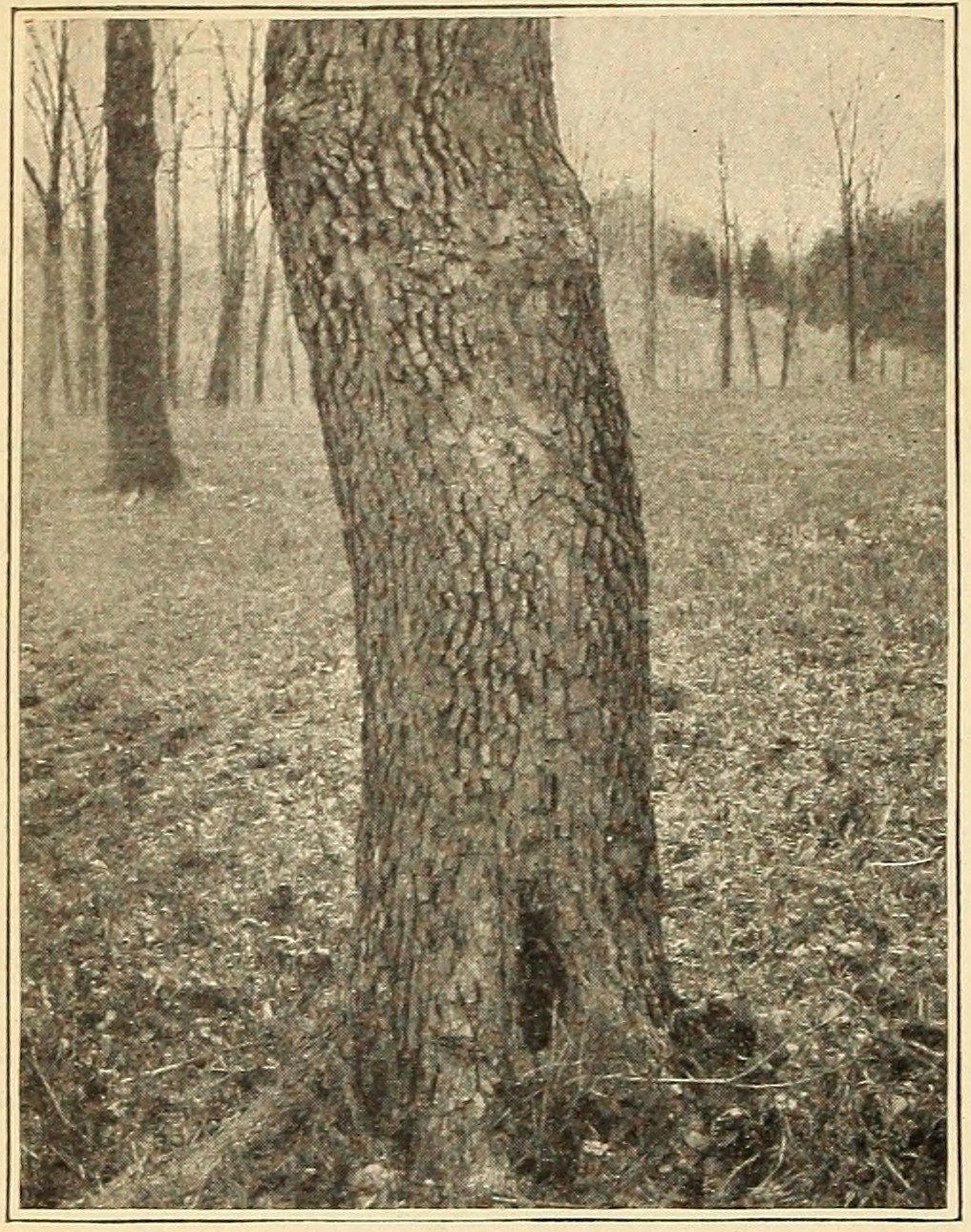 Dogwood (Cornus florida), trunk.
