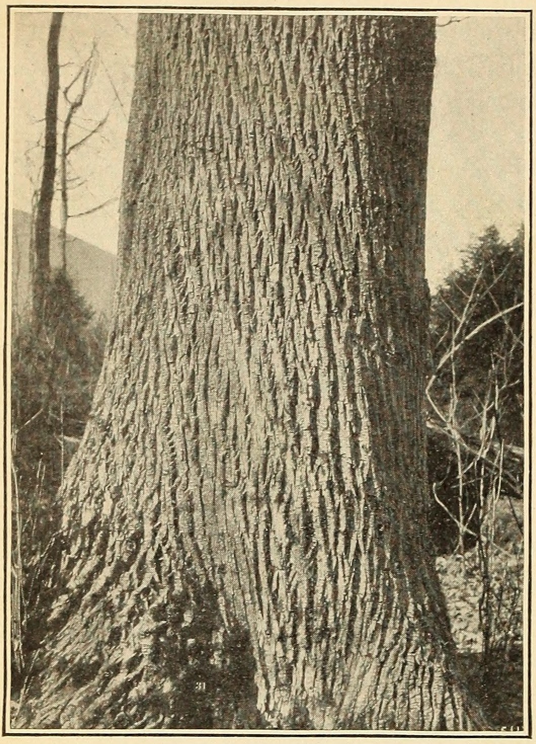 White ash (Fraxinus americana),                     trunk.