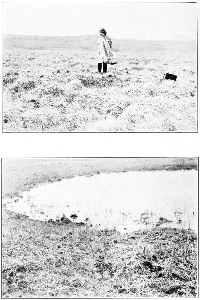 Pacific golden plover