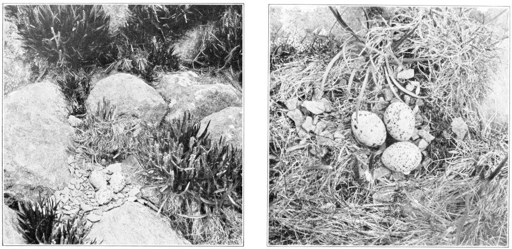 Black oyster catcher