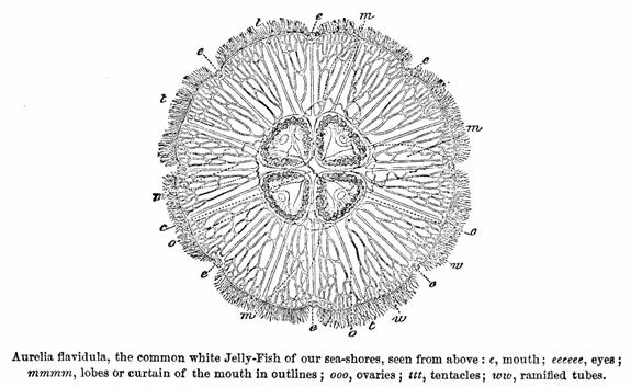 Aurelia flavidula, the common white Jelly-Fish of our sea-shores, seen from above: c, mouth; eeeeee, eyes; mmmm, lobes or curtain of the mouth in outlines; ooo, ovaries; ttt, tentacles; ww ramified tubes.